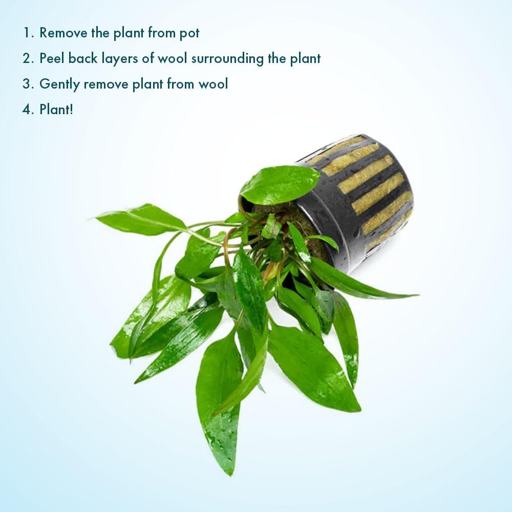 SubstrateSource Cryptocoryne Live Aquarium Plants - Freshwater Plant for Aquariums, Planted Fish Tanks - Beginner Friendly (Petchii, 1 Pot (3-5 Plants))