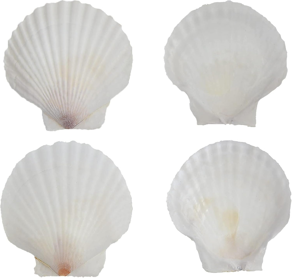 12 Pcs Sea Shells White Large Scallop Shells for Baking Cooking, Big Natural Clam Seashells for DIY Crafts Seashell Beach Decorating for Home Decor(3.5-4inch)