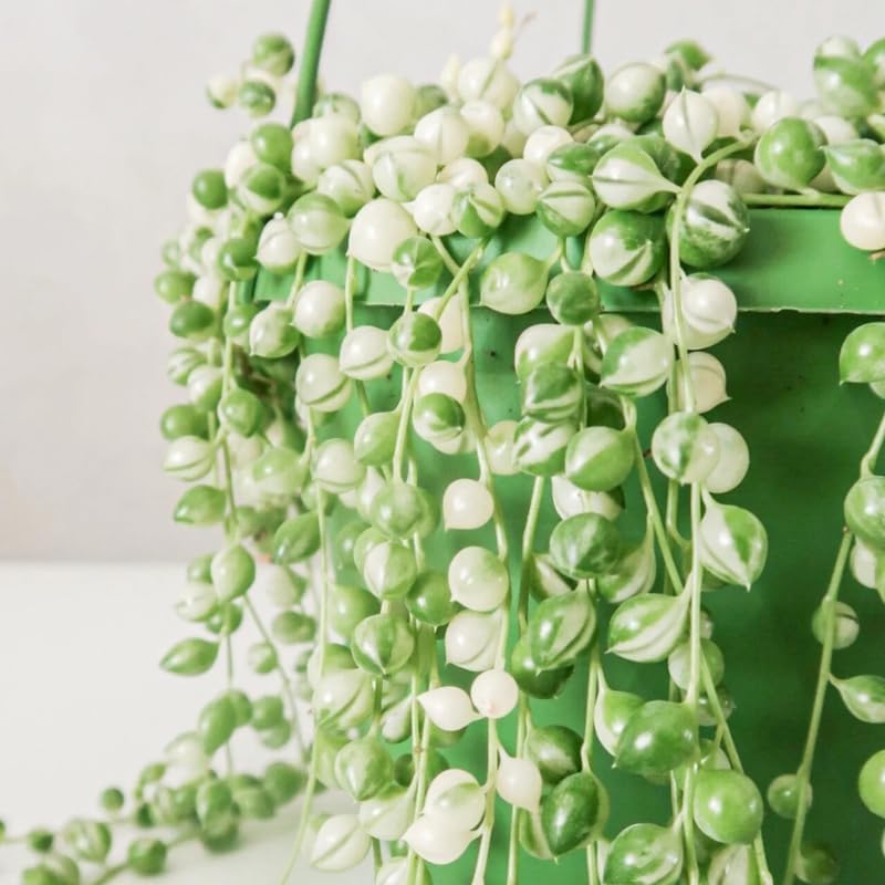 String of Pearls Plant Live for Planting, String of Pearls Pot, Live String of Pearls Plant, Fully Rooted, Hanging Succulent Houseplant, Frosted String of Pearls 2.5" Pot