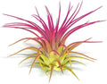 Rainbow Tillandsia Air Plant, Tillandsia Air Plant, Airplant, Air Purification, House Plant, Home Decor & Gift, Live Plant, Healthy Arrival Guarantee (Yellow/Pink)