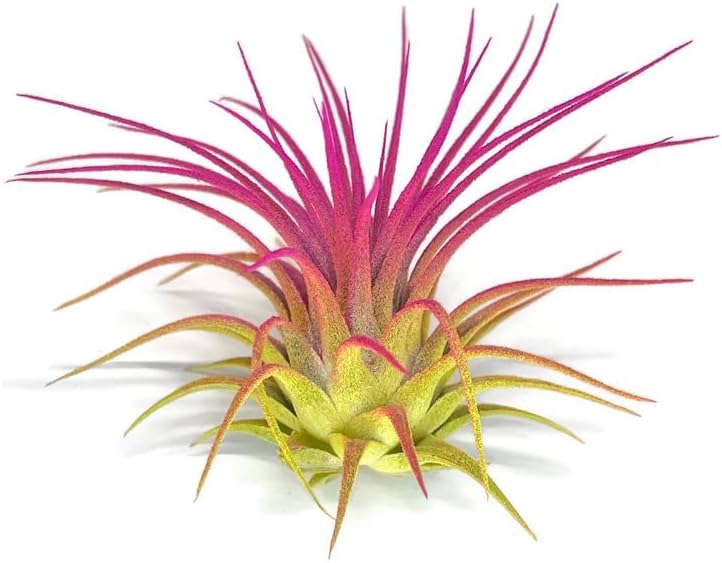 Rainbow Tillandsia Air Plant, Tillandsia Air Plant, Airplant, Air Purification, House Plant, Home Decor & Gift, Live Plant, Healthy Arrival Guarantee (Yellow/Pink)