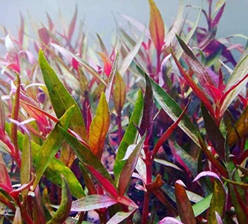 Alternanthera Lilacina Bundle Freshwater Red Stems Live Aquarium Plant