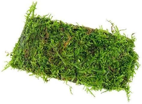 SubstrateSource Live Planted Decor - Christmas Moss (Vesicularia montagnei) on Coconut Shell Bridge - Low Light, Green Freshwater Aquatic Plant, Foreground Aquarium Placement for Aquascaping - 1 Pack