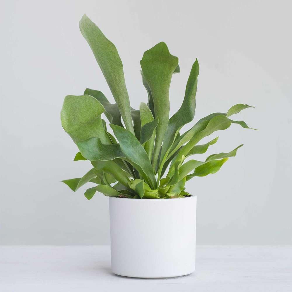 Elkhorn Fern Live Plant for Indoor | Different Houseplants in 4'' & 6'' Pot | Real House Plant for Living Room, Office, Desk & Bathroom | Elkhorn Fern | Platycerium bifurcatum