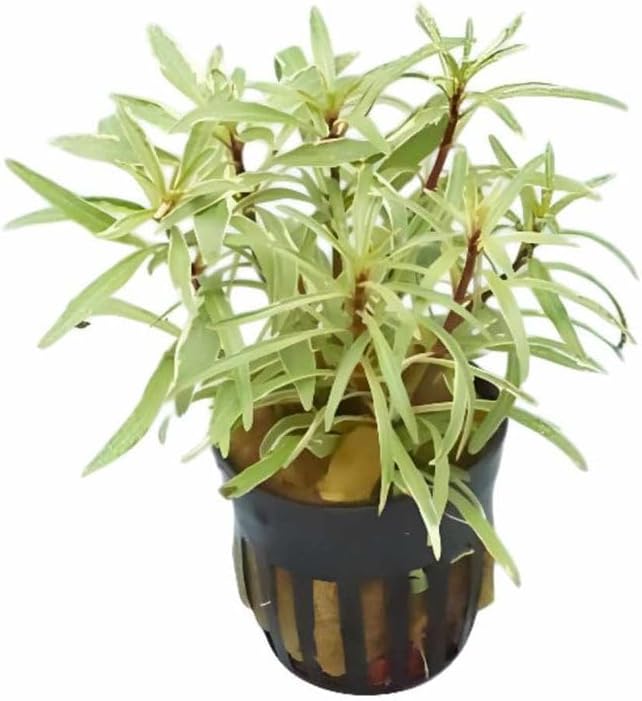 Hornwort Ludwigia Inclinata Verticillata White Bunch 3-5 Stems - Aquatic Plant for Freshwater Aquariums - Vibrant White Variegation & Lush Green - Enhancing Water Clarity -1 Pack