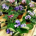 Four African Violet Plants - World's Best Blooming House Plant by JMBAMBOO