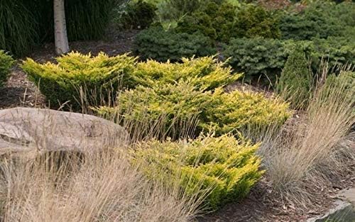 Lime Glow Juniper - 3 Live Plants - Juniperus Horizontalis - Hardy Evergreen Ground Cover