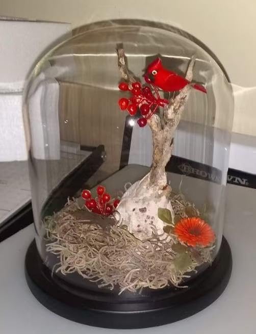 dome glass dome with base glass cloche Glass Cloche Bell Jar Display Dome with Black Wooden Base 6" x 7" (6 * 7) (Dia 6" H 7")