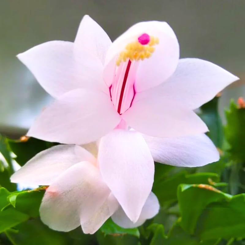 2 White Christmas Cactus Plants Live, True Thanksgiving Cactus Live Size 6-9" Inches Tall, Ready to Blooms, Holiday Houseplant, Cold Hardy, Bloom in Winter
