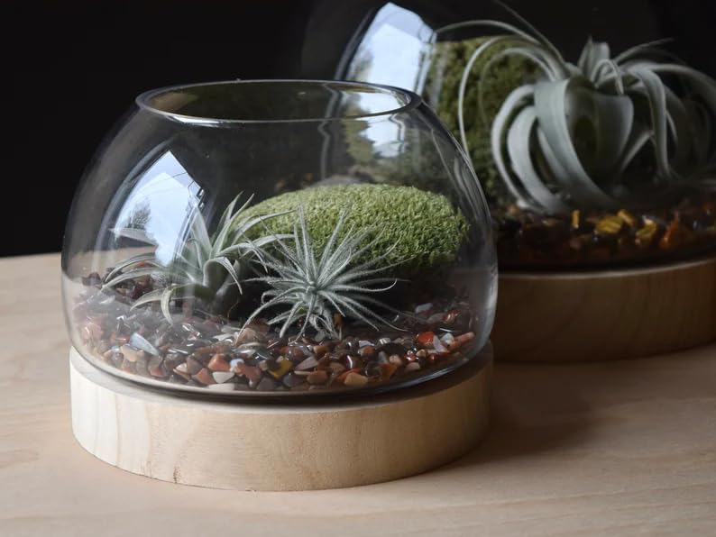 6 Inch Plant Glass Terrarium with Removable Wooden Base for Succulents Glass Bowl for Air Plant Cactus Moss (Plants not Included)