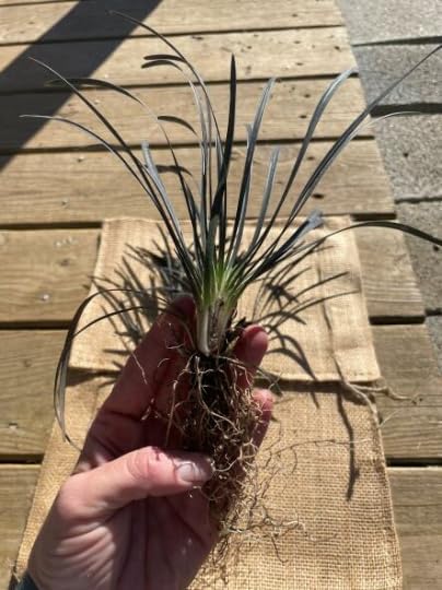20 Black Mondo Decorative Grass Plants Bareroots