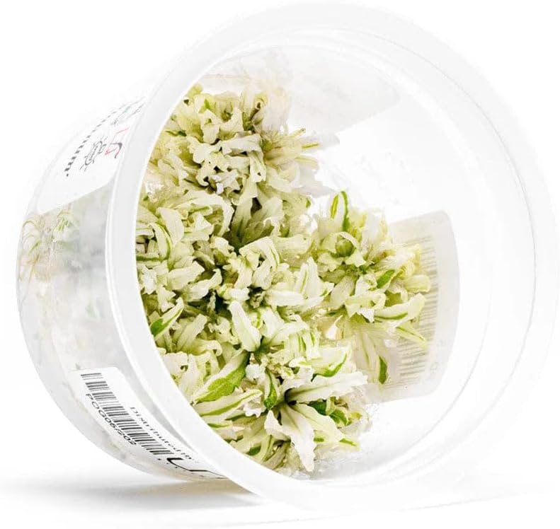 SubstrateSource Live Plant - Downoi 'Platinum' (Pogostemon helferi) - Foreground Rosette, Snail-Free in Vitro Aquarium Plant - Tissue Culture