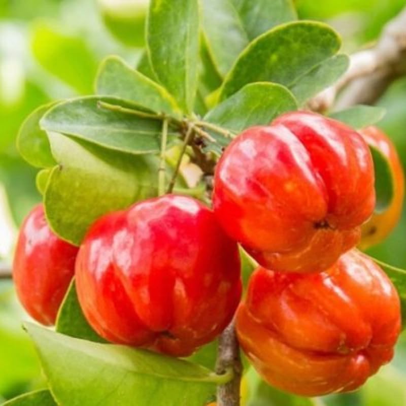 7 Months Old Dwarf Barbados Cherry Tree Live Plant, Fast-Growing and High Yielding Sweet Fruit, Edible Fruit Bearing Tree for The Patio and Garden, No Pot, 4-8" in Tall