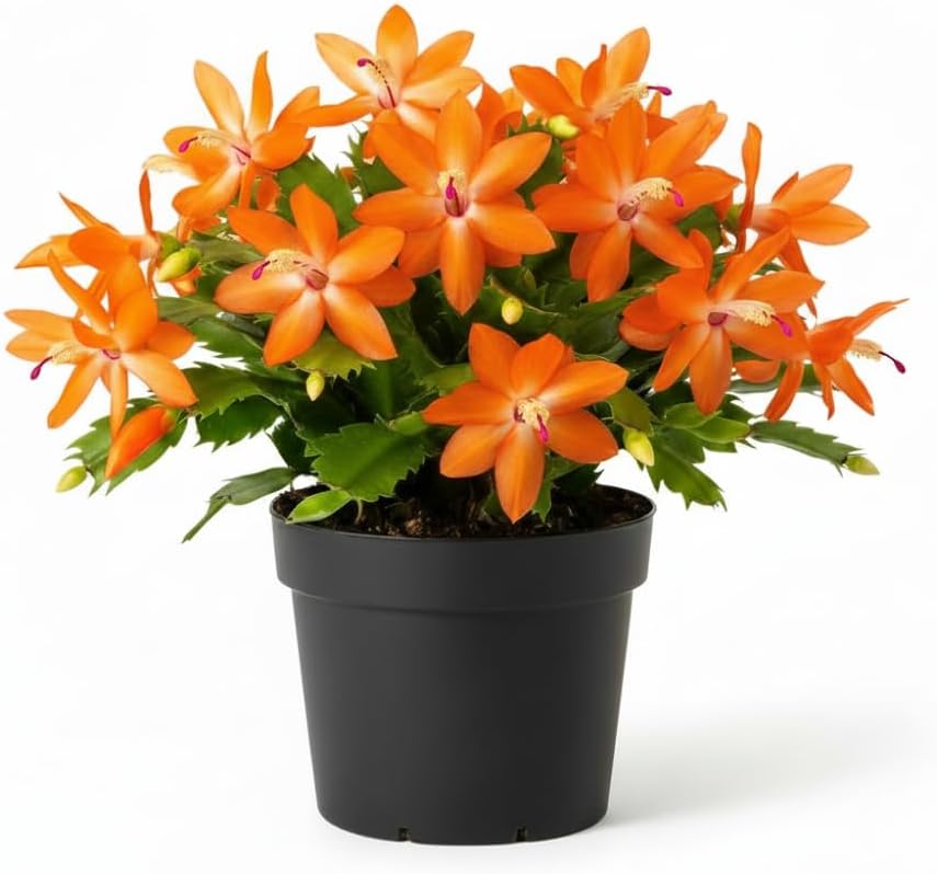 Christmas Cactus Live Plant 4 inch Pot, Christmas Flower Plant, Flower Succulents Plants, Holiday Christmas Cactus for Planting (Yellow Christmas Cactus)