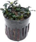 SubstrateSource Live Plants – Bucephalandra Brownie Adinda (Bucephalandra sp. 'Brownie Adinda') – Low to Medium Light, Dark Green w/Red Iridescence Color, Foreground to Midground – Pot, 1 Pack