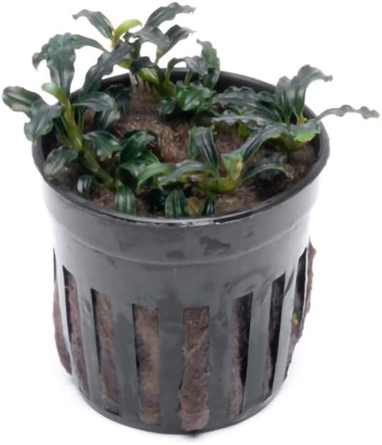 SubstrateSource Live Plants – Bucephalandra Brownie Adinda (Bucephalandra sp. 'Brownie Adinda') – Low to Medium Light, Dark Green w/Red Iridescence Color, Foreground to Midground – Pot, 1 Pack