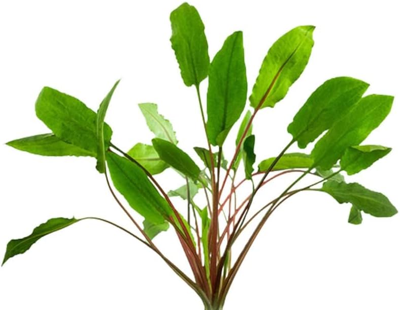 Cryptocoryne Wendtii Green Bare Root - Versatile and Durable ¬- Classic Plant - Mid-Ground Positioning - All Natural & Organic Aquatic Plant - Long Lasting & Easy to Care - Medium