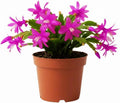 Purple Christmas Cactus Plants Live in 4 Inch Pot, Vibrant Christmas Cactus Blooms, Perennial Holiday Cactus Plant Flower Succulent Houseplant