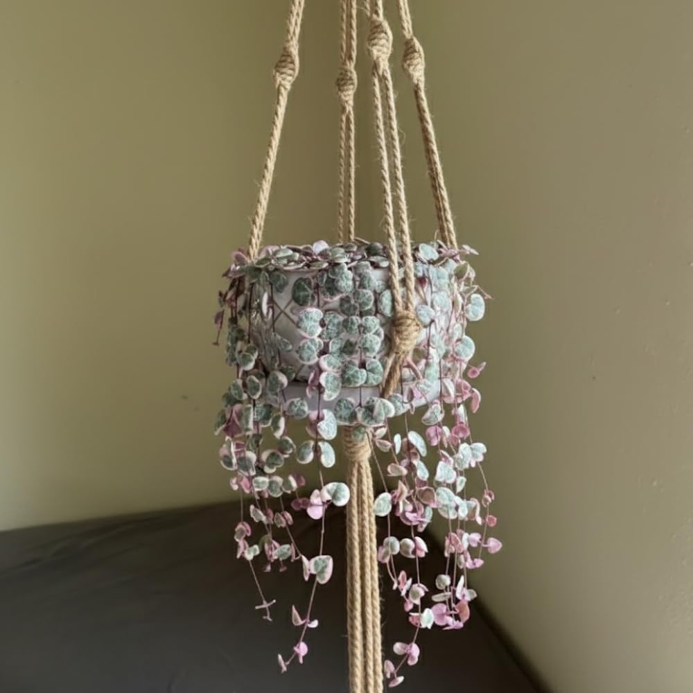 Variegated String of Hearts Plant Live, Succulent Trailing Vine from 4 to 7 inches in Height, 4 inch Pot for Indoor Planting
