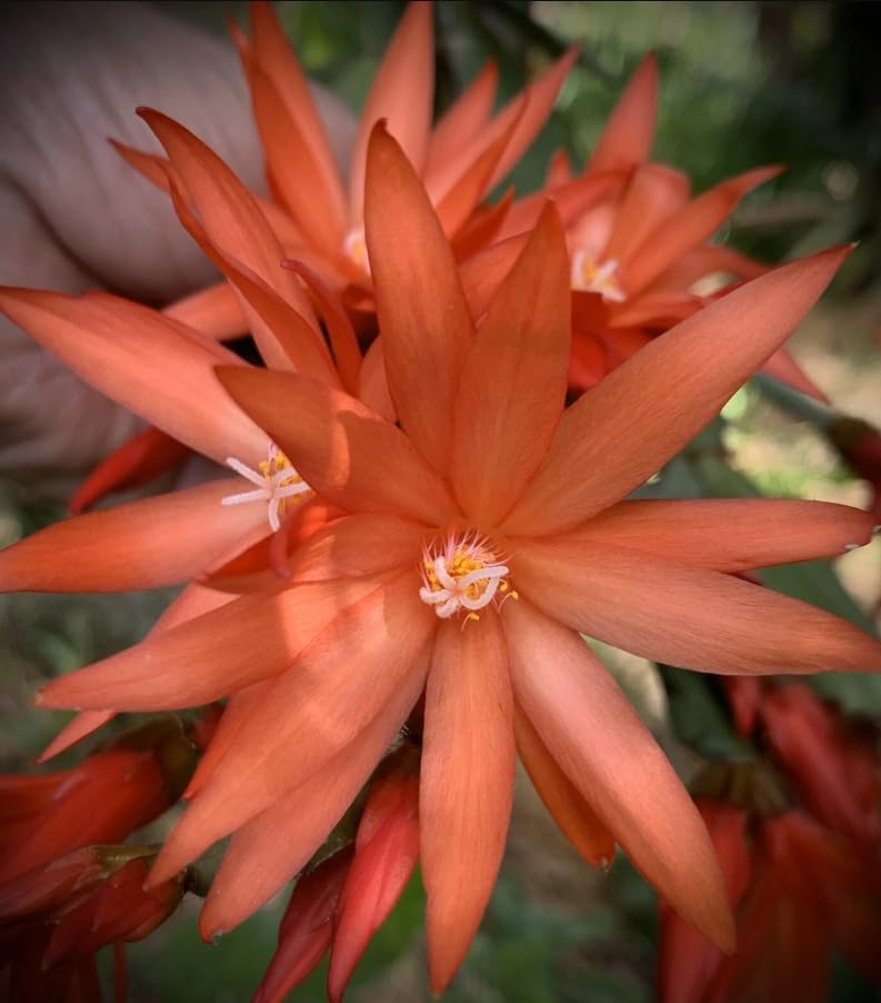 Assorted Easter Cactus Plant Assorted Spring Cactus Rhipsalidopsis Flowers Plant, Holiday Cactus Live Plant 4-6 Inch Tall