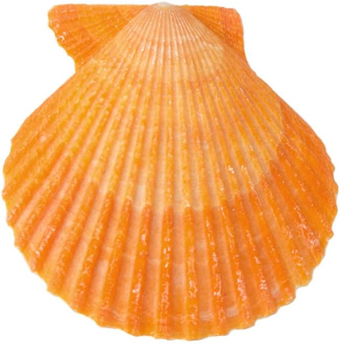 Yellow Sea Shells Scallop Shells for Baking Cooking, Natural Clam Seashells for DIY Crafts Seashell Beach Decorating for Home Decor