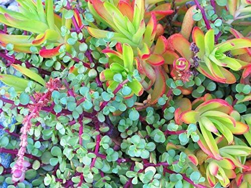 Succulent Soil Mix – 1 Quart All-Natural Fast-Draining Potting Soil for Succulents, Aloe, Cactus & Indoor Plants – Resealable Bag – Ready to Use Gritty Organic Blend for Potted Plants & Small Planters