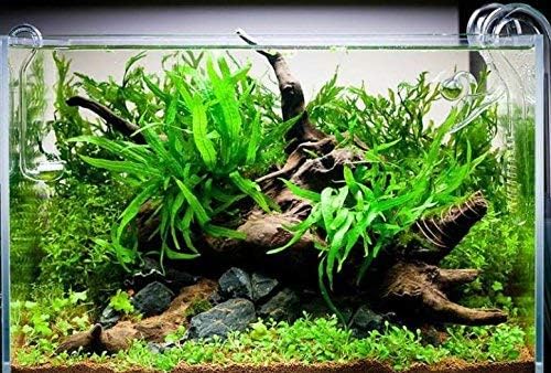 Greenpro Java Fern on Driftwood Live Aquarium Plants for Freshwater Fish Tank Water Plants Decorations
