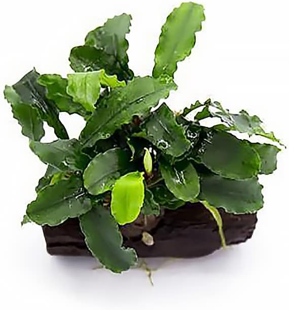 SubstrateSource Live Planted Decor - Bucephalandra Green Wavy on Driftwood - Bright Freshwater Aquatic Plant, Low to Medium Light, Foreground to Midground Tank Placement for Aquascaping - 1 Pack