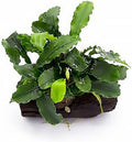 SubstrateSource Live Planted Decor - Bucephalandra Green Wavy on Driftwood - Bright Freshwater Aquatic Plant, Low to Medium Light, Foreground to Midground Tank Placement for Aquascaping - 1 Pack