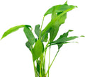 Anubias Heterophylla Lanceolata - Flowering Plant - Surdy Leaves - Background Positioning - All Natural & Organic Aquatic Plant - Long Lasting & Easy to Care - Medium