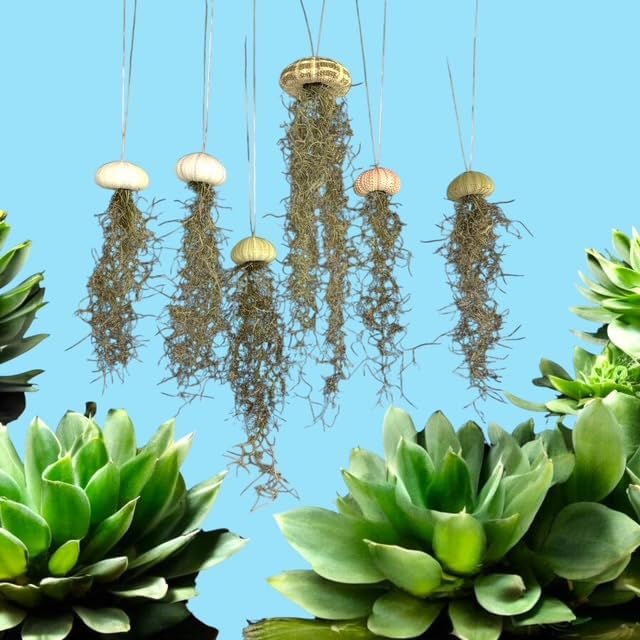 Set of 3- Jellyfish Sea Urchin Spanish Moss, Hanging Tillandsia Air Plants, Live Airplant, Healthy Arrival Guaranteed, Great Indoor & Outdoor Plant, Home Decor, Gift, Party Favors