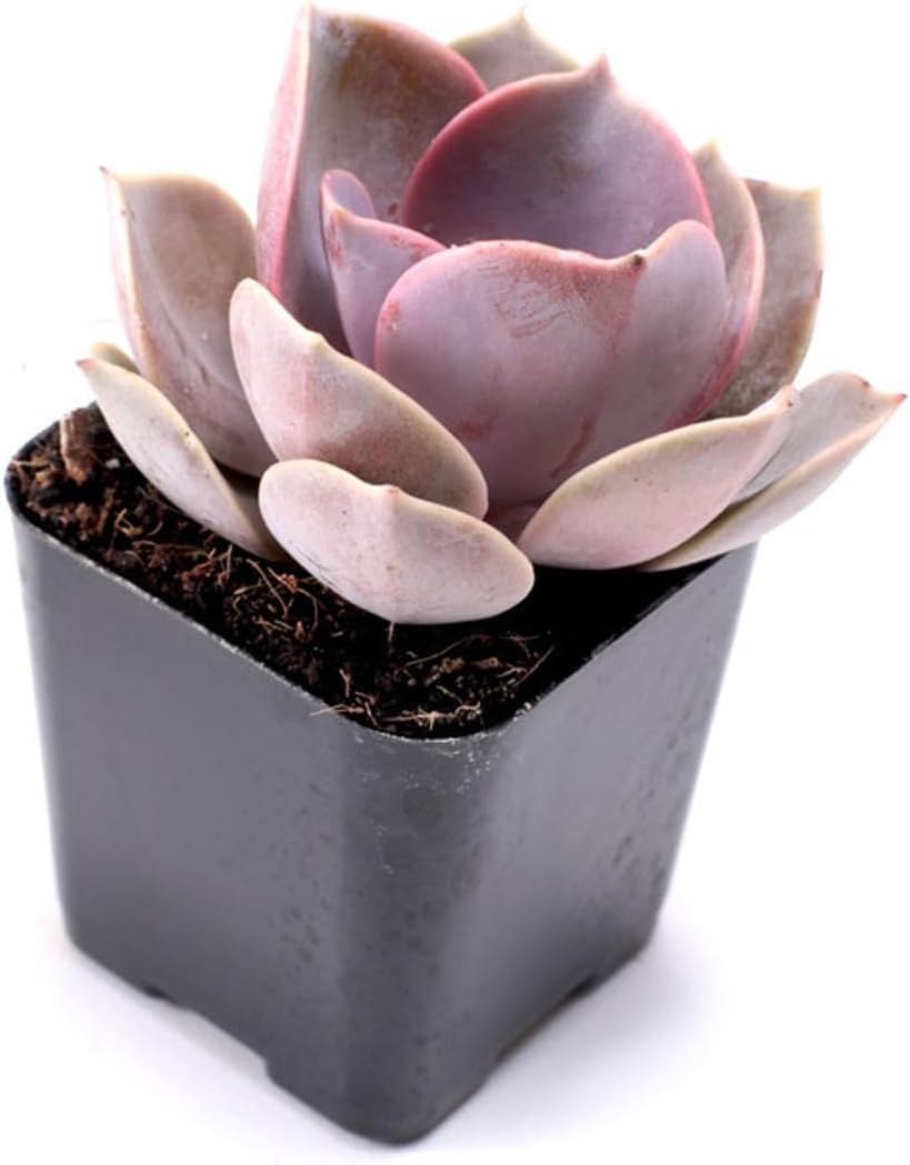 Mountain Crest Gardens Ultimate Succulent Variety Pack - 12 Unique Live Plants, Many Types, Rooted in 2 inch Pots - Indoor/Outdoor Real Succulents for Garden Decor, Favors, DIY Arrangements