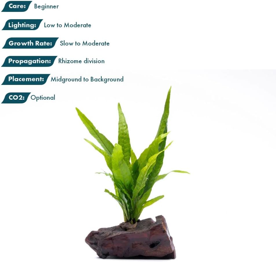 SubstrateSource Live Aquarium Plants on Driftwood, Lava Rock, Moss Mat - Freshwater Fish Tank Plants (Java Fern, Driftwood (Small))