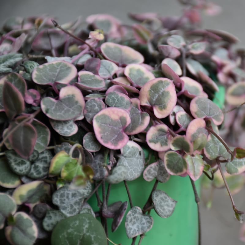 Live String of Hearts Plant 2.5 in Pot, Pink String of Hearts Plant Live, Variegated String of Heart Plant