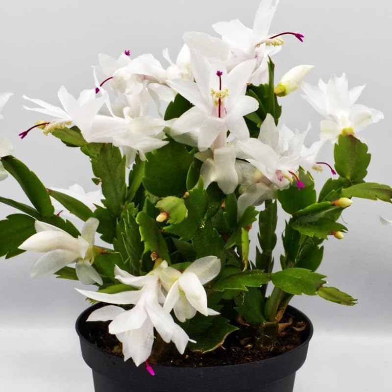 2 White Christmas Cactus Plants Live, True Thanksgiving Cactus Live Size 6-9" Inches Tall, Ready to Blooms, Holiday Houseplant, Cold Hardy, Bloom in Winter
