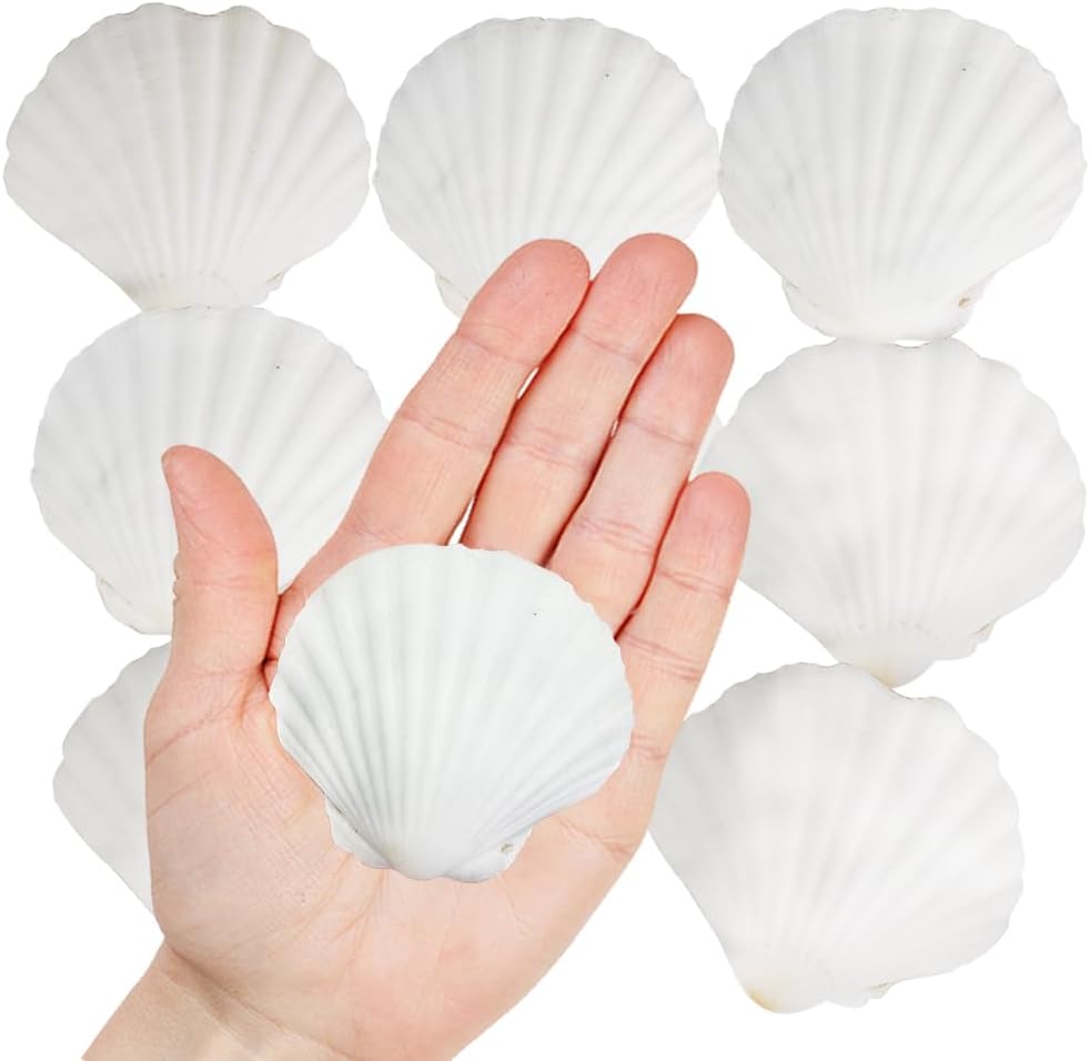 Large White Natural Scallop Seashells 2-3 Inch 12 Pack Decorative Sea Shells for DIY Painting Projects,Coastal Crafts,Beach Theme Decor,Wedding Centerpieces, Aquarium Decorations,Vase Fillers