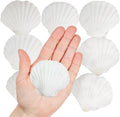 Large White Natural Scallop Seashells 2-3 Inch 12 Pack Decorative Sea Shells for DIY Painting Projects,Coastal Crafts,Beach Theme Decor,Wedding Centerpieces, Aquarium Decorations,Vase Fillers