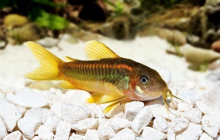 Aquatic Foods Inc. Calcium Enriched Food Shells, Small & Medium Extra Thick Shells for Shrimp, Snails, Crabs, Crayfish, Plecos, Catfish, Bottom Fish, All Tropical Fish, Small & Medium…50 Count Jar