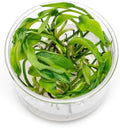 Ultum Nature Systems Live Tissue Culture - Lagenandra meeboldii 'Green' - Moderate - Low to Moderate Light - Bright Green Accent - Midground - 100% Snail Free Grown in-Vitro - Regular Cup