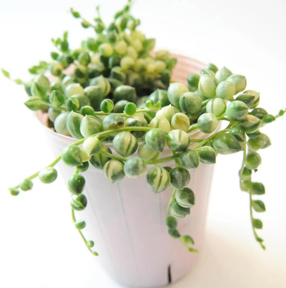 String of Pearls Plant Live 4 Inch Pot, Rare Succulents Plants in Hanging Baskets, Trailing Succulent Houseplant for Home Office (Variegated String of Pearls)