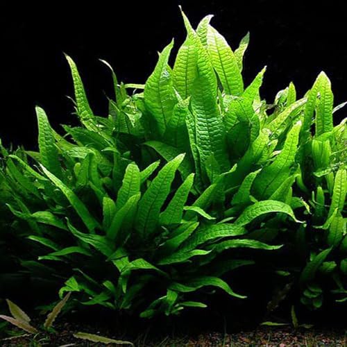 Java Fern Bare Root | Microsorum Pteropus - Low Light Freshwater Aquarium Plant