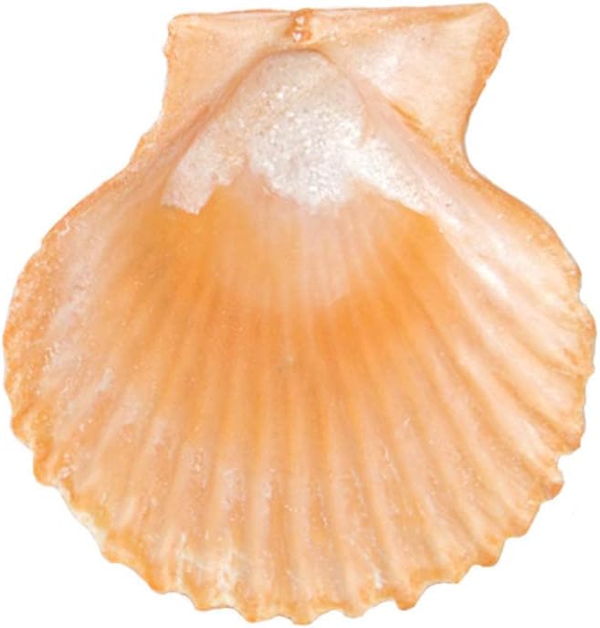 Yellow Sea Shells Scallop Shells for Baking Cooking, Natural Clam Seashells for DIY Crafts Seashell Beach Decorating for Home Decor