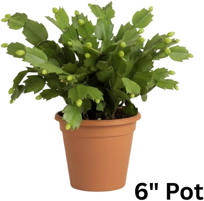White Christmas Cactus Plants Live in 6 Inch Pot, Vibrant Christmas Cactus Blooms, Perennial Holiday Cactus Plant Flower Succulent Houseplant
