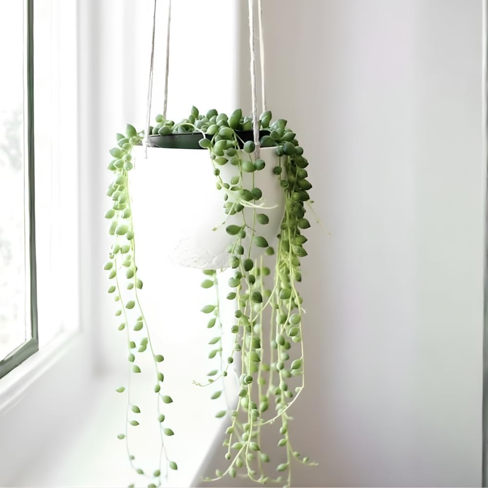 String of Pearls Live Plant, String of Pearls Succulents Live Plant, Trailing Succulent House Plant, 4-7 inches Tall in 4" Pot for Planting