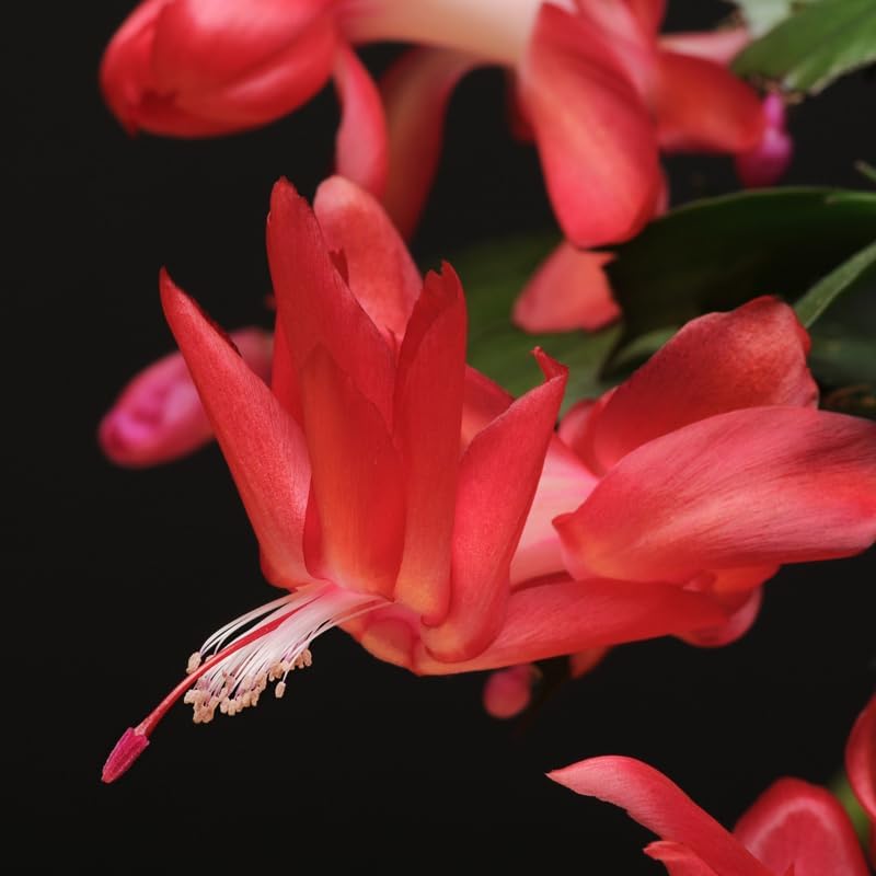 Red Christmas Cactus Plants Live in 4 Inch Pot, Vibrant Christmas Cactus Blooms, Perennial Holiday Cactus Plant Flower Succulent Houseplant