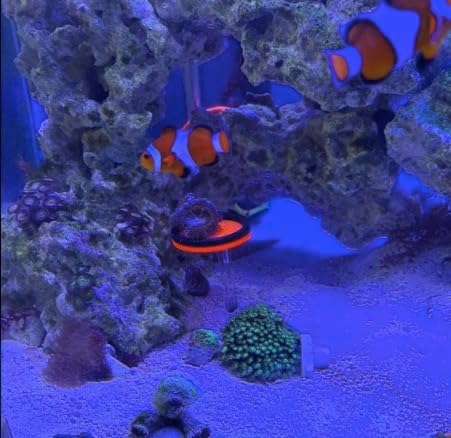 Fluorescent Acrylic Coral frag Rack,Live Coral Reef frag Bracket,frag Plugs Holder for Coral, This Set Contains Four columnar Acrylic Holders and Four White Premium Ceramic Bases