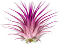 Rainbow Tillandsia Air Plant, Tillandsia Air Plant, Airplant, Air Purification, House Plant, Home Decor & Gift, Live Plant, Healthy Arrival Guarantee (Light Pink/Pink)