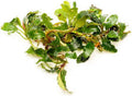SubstrateSource Bucephalandra Red Cherry Live Aquarium Plant - Natural Freshwater Fish Tank Decorations, Aquatic Decor (Small Clump (3-5 Plants))