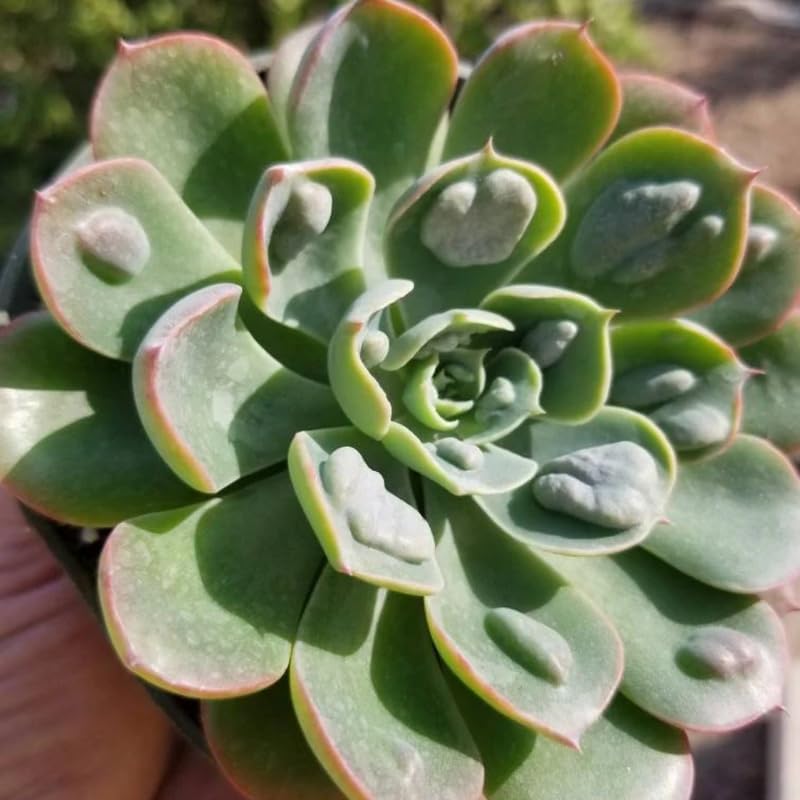 Echeveria Succulents Live Plants for Planting, Live Echeveria Succulents, Live Echeveria Plant, Live Echeveria Succulents, Echeveria Rain 4 Inch