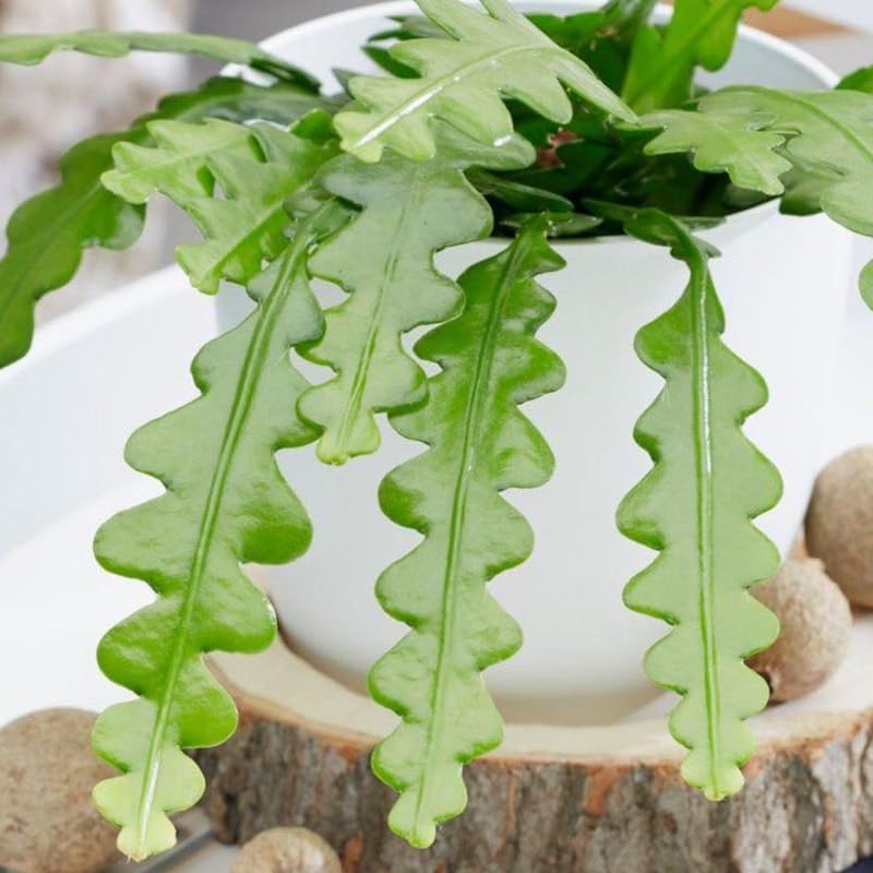 Fishbone Cactus Live Plant in 3" Pot | Eye-Catching RIC Rac Foliage | Beginner-Friendly Indoor Houseplant for Modern Home and Office Décor